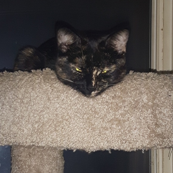 Meet your Posher, Kimmie - Picture 1 of 1